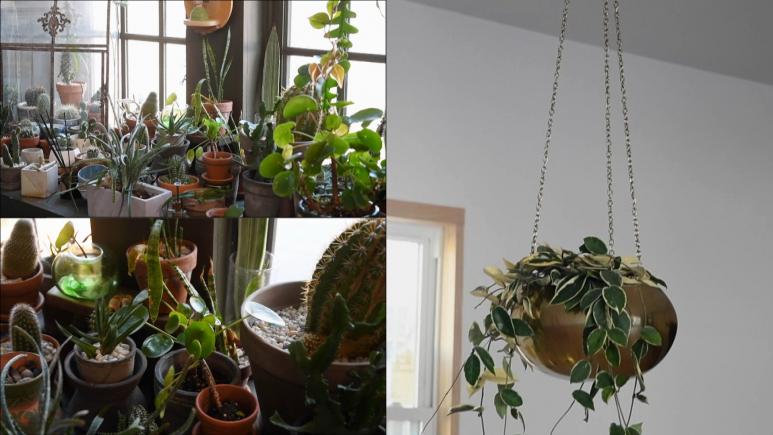 cacti and hanging plant split