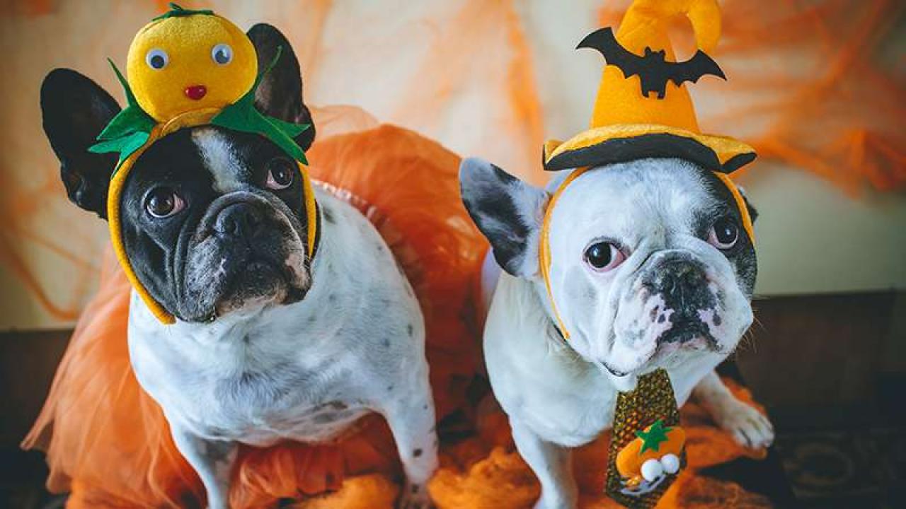 The Top 10 Pet Costumes of Halloween 2017 Rachael Ray Show