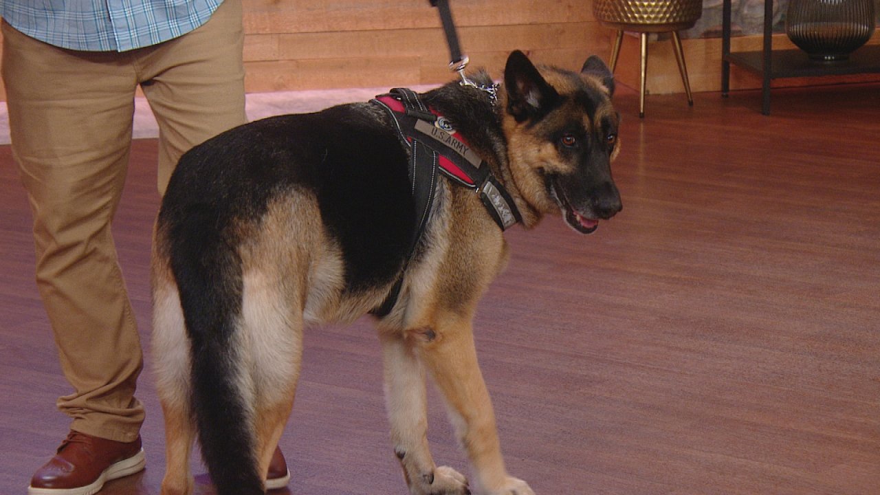 One of Our Favorite Service Dogs, Batman, Is Retiring | Rachael Ray Show
