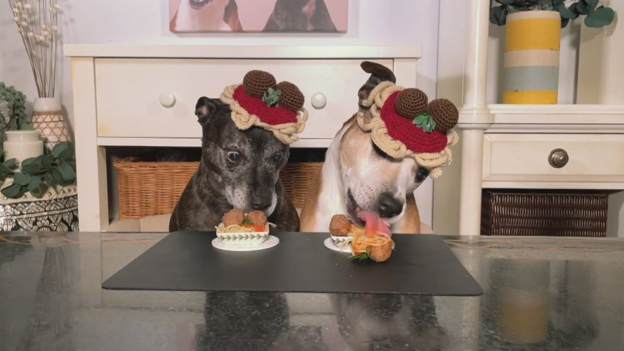 Viral Crocheted Food Dog Hat Maker Shares Spaghetti & Meatballs