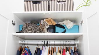 cat in closet during spring cleaning