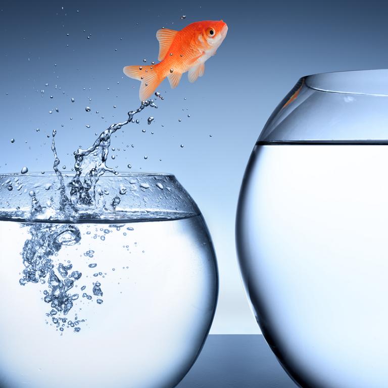 goldfish jumping out of its bowl toward a bigger bowl
