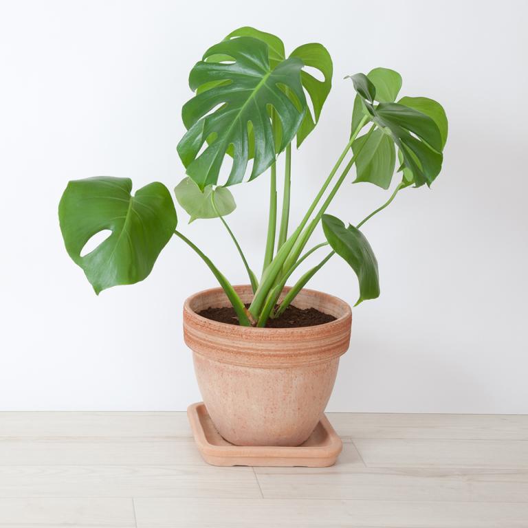 potted houseplant