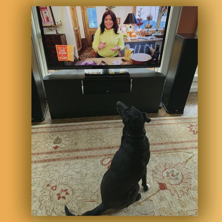 Viewer's dog watching The Rachael Ray Show
