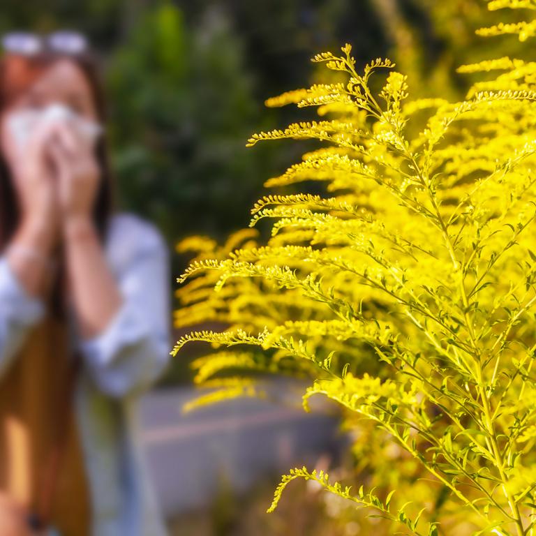 A sneeze from spring allergies