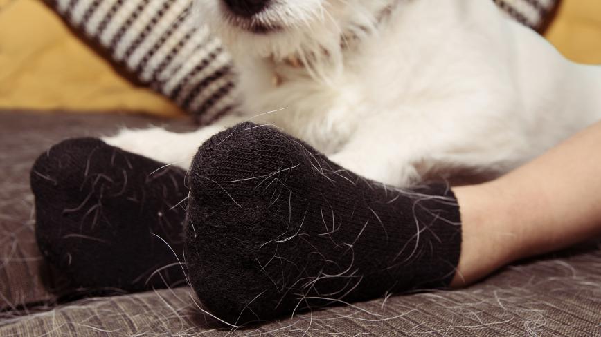 Pet Hair on Socks