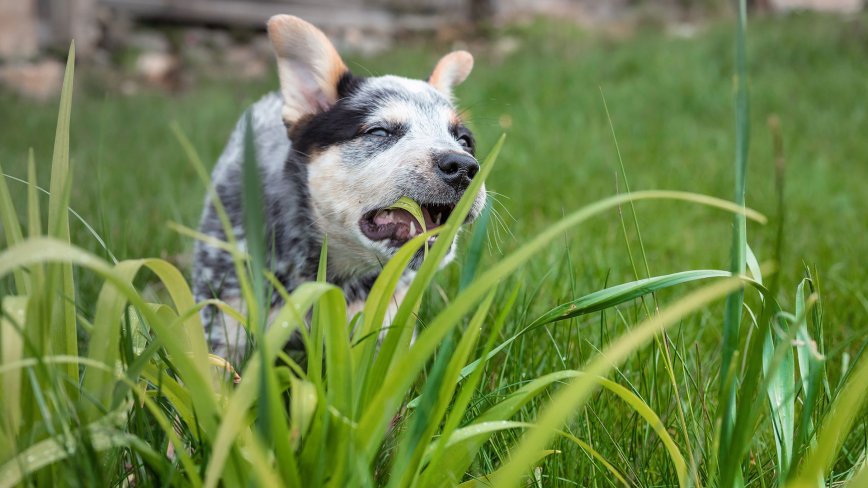 puppy eating grass