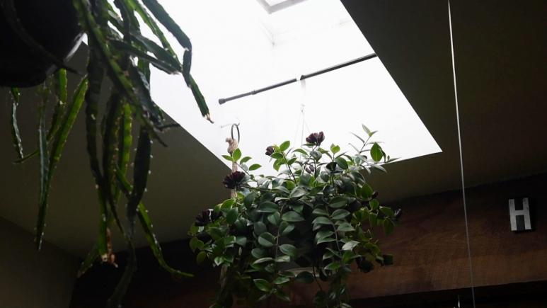 plants hanging from tension rod