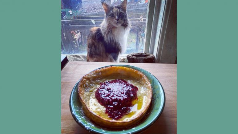 arcia cat with Dutch baby pancake